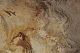 Polished Oligocene Petrified Wood (Pinus) - Australia #212459-1